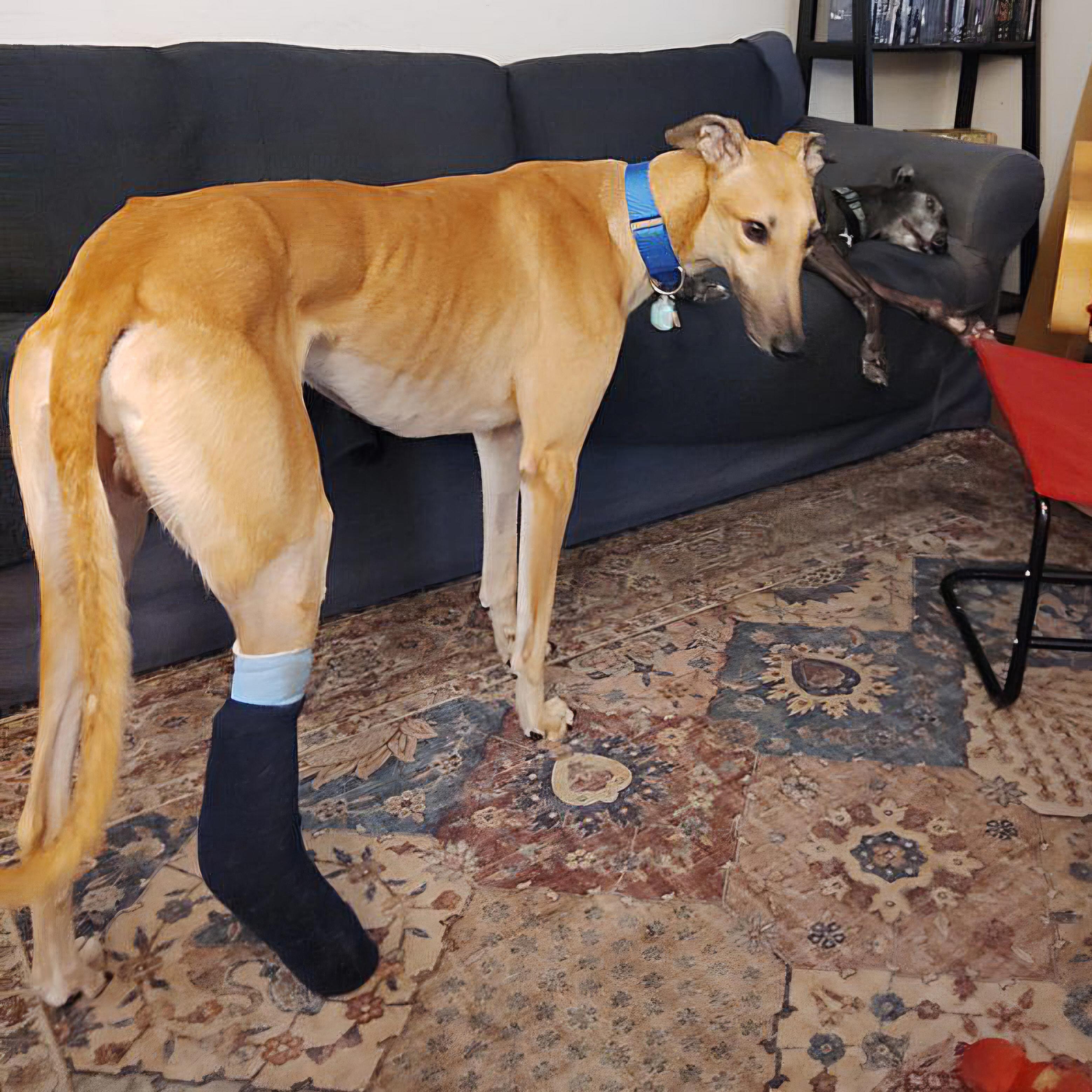 Jsp Lawless King (Maverick), a Adoptable Greyhound in Tarpon Springs, FL image 3/6
