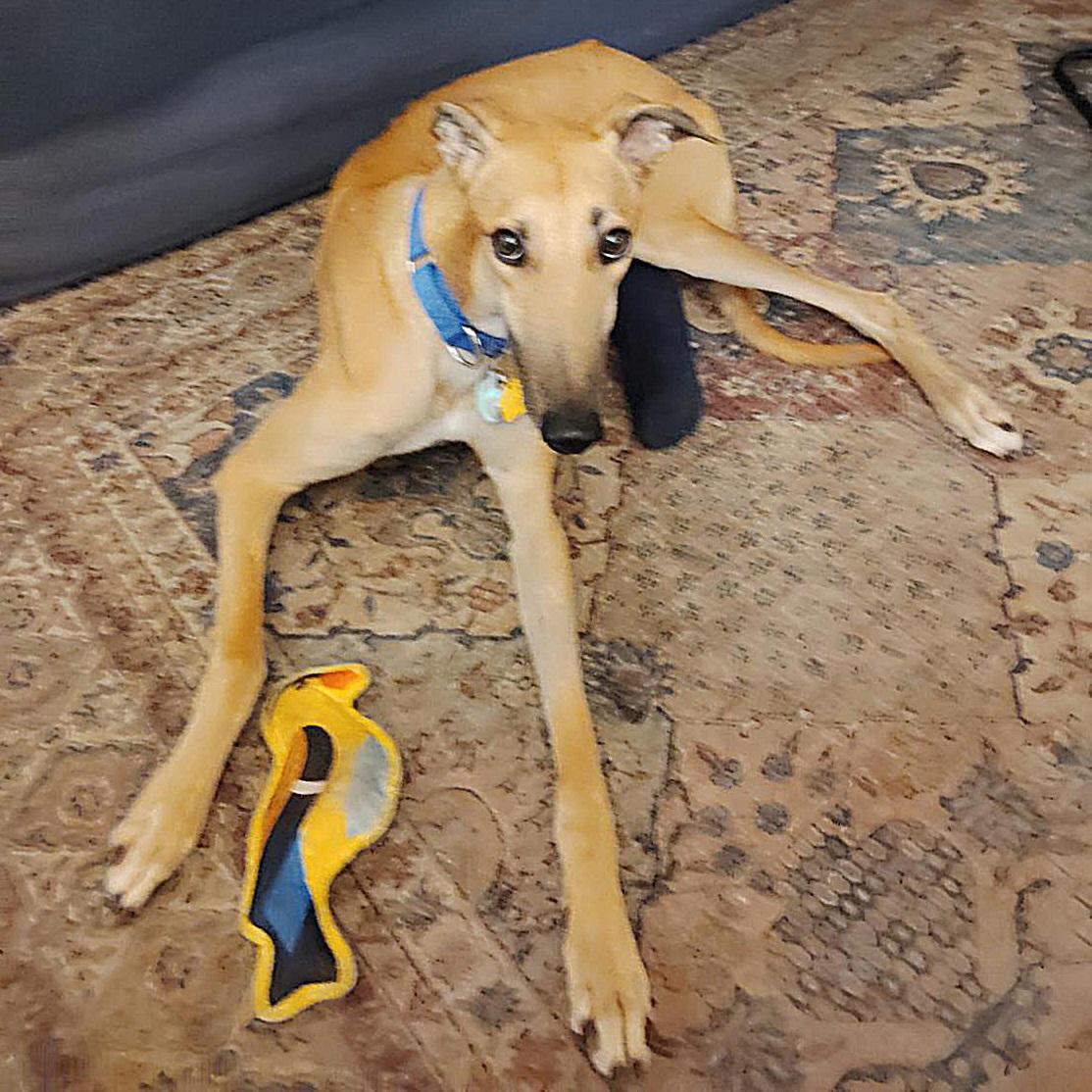 Jsp Lawless King (Maverick), a Adoptable Greyhound in Tarpon Springs, FL image 4/6