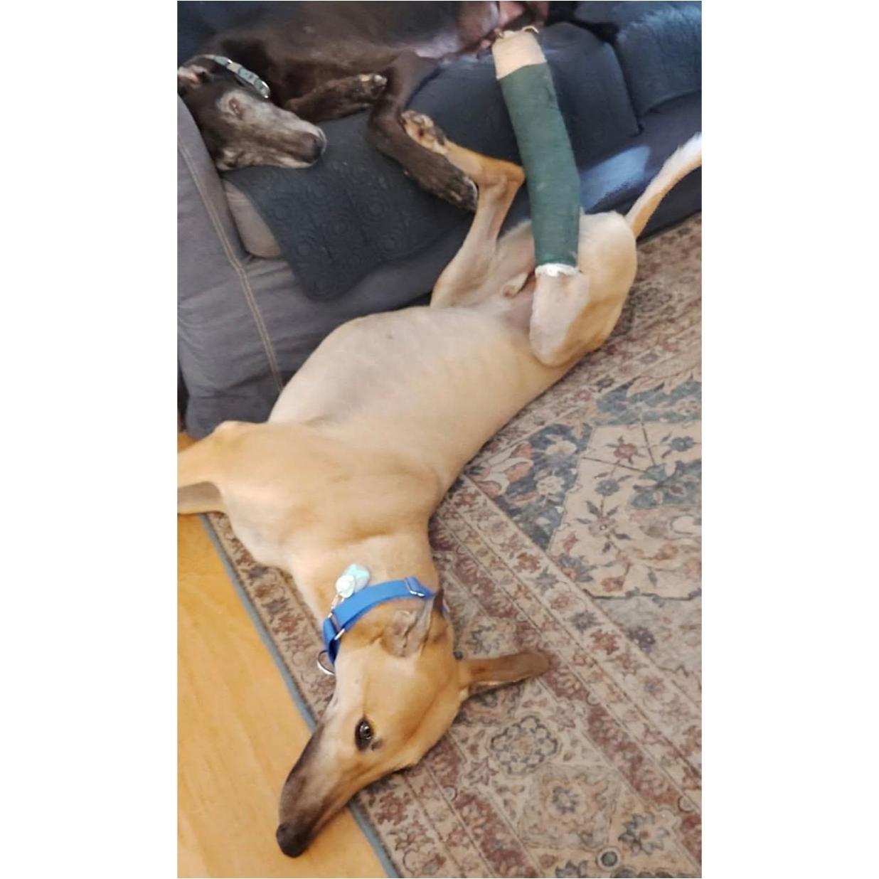 Jsp Lawless King (Maverick), a Adoptable Greyhound in Tarpon Springs, FL image 5/6