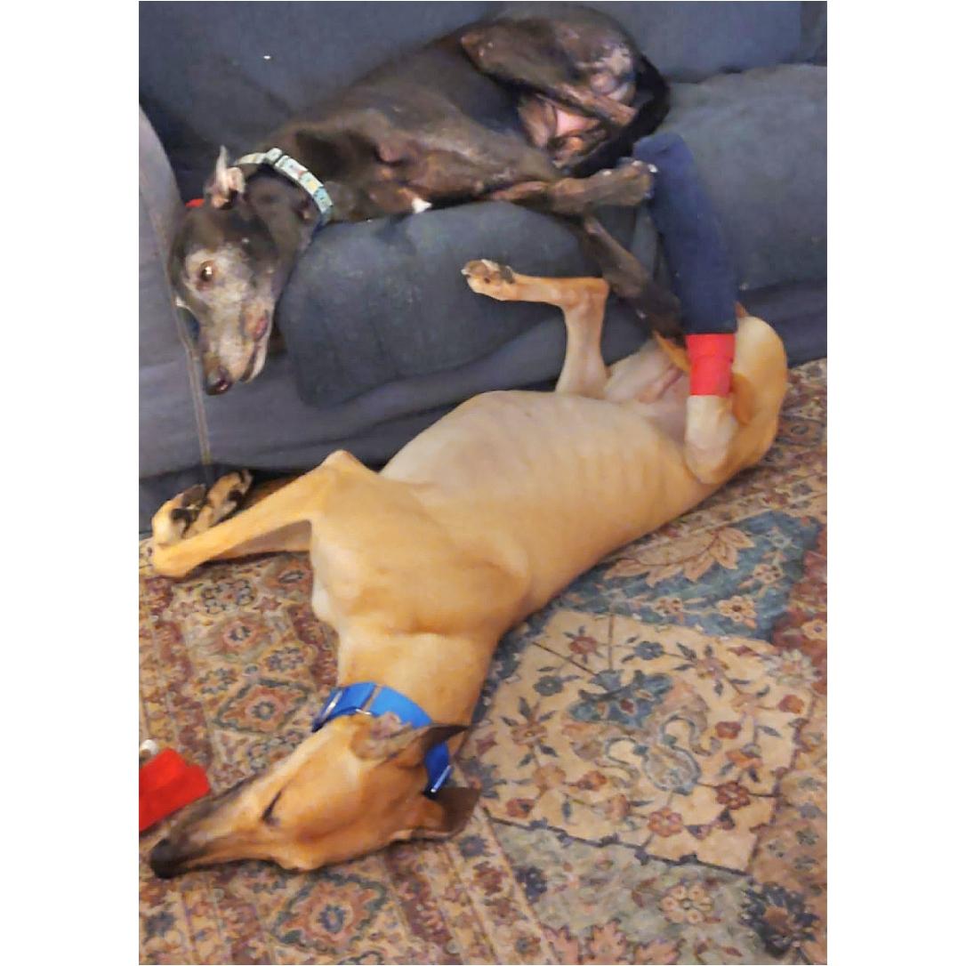 Jsp Lawless King (Maverick), a Adoptable Greyhound in Tarpon Springs, FL image 6/6