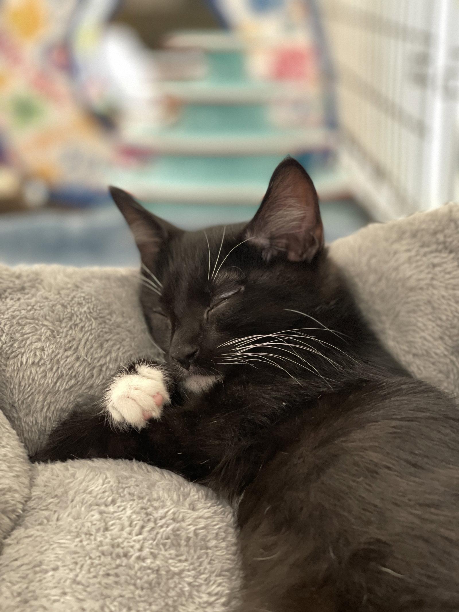 Enlarge Zippy, Zipper Pea, a Adopted Domestic Short Hair in Pensacola, FL image 1/3