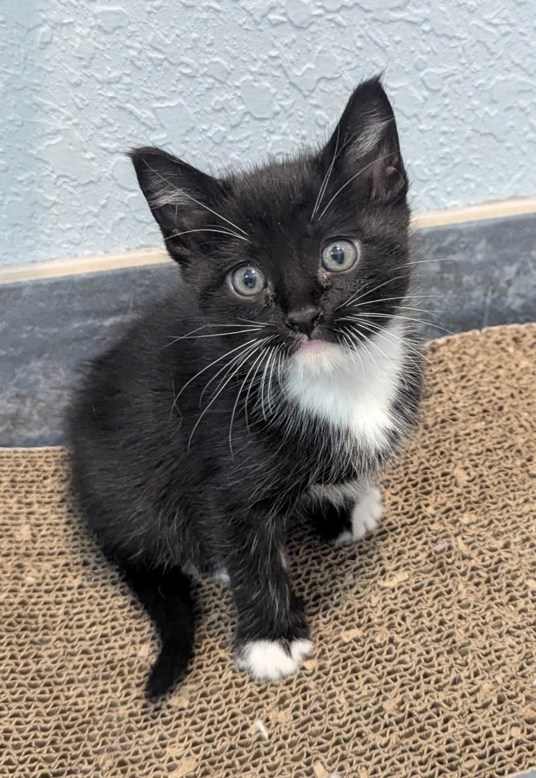 Enlarge Zippy, Zipper Pea, a Adopted Domestic Short Hair in Pensacola, FL image 2/3