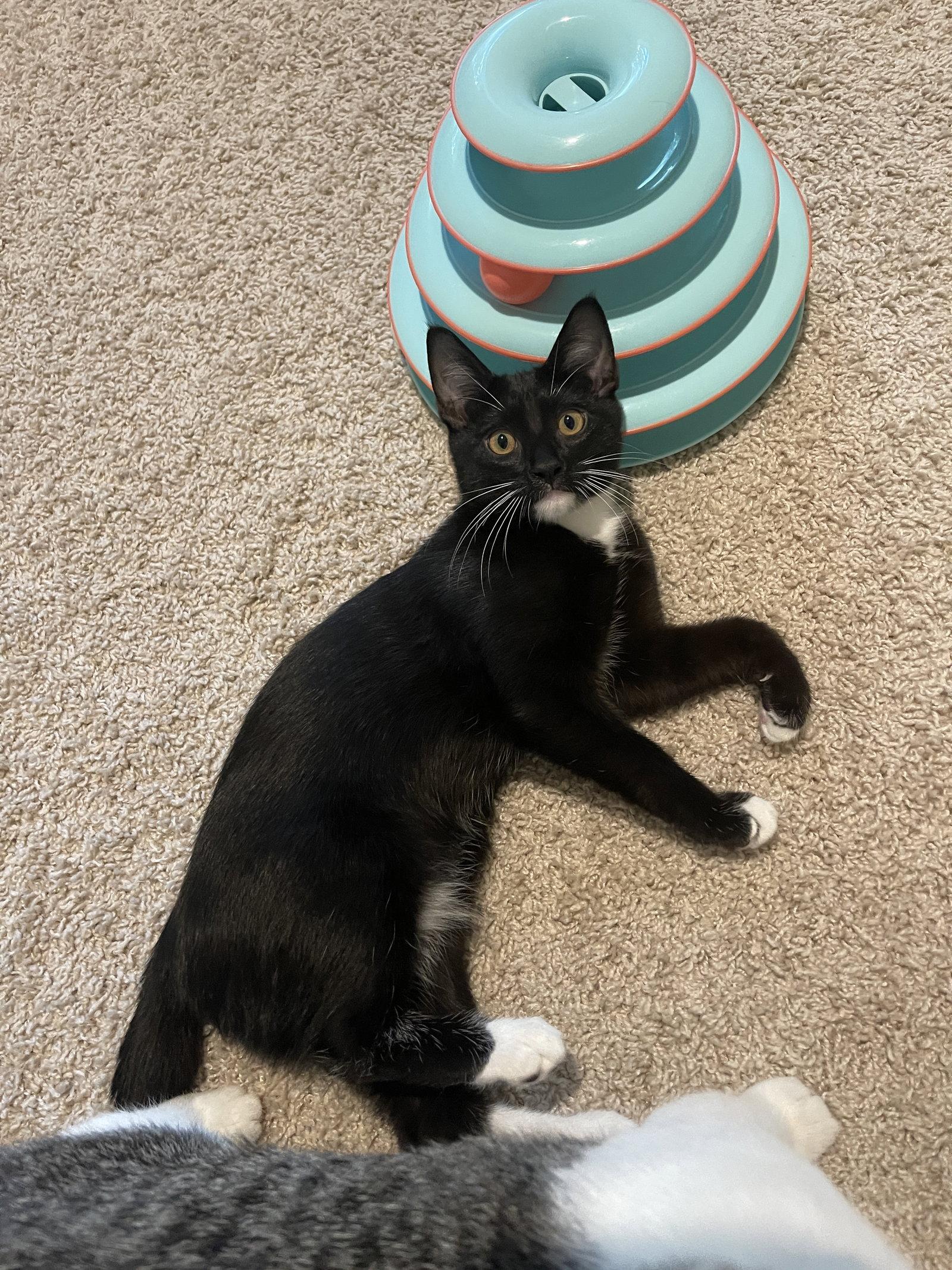 Enlarge Zippy, Zipper Pea, a Adopted Domestic Short Hair in Pensacola, FL image 3/3