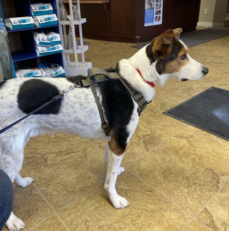 Eddie, Adult Male Collie