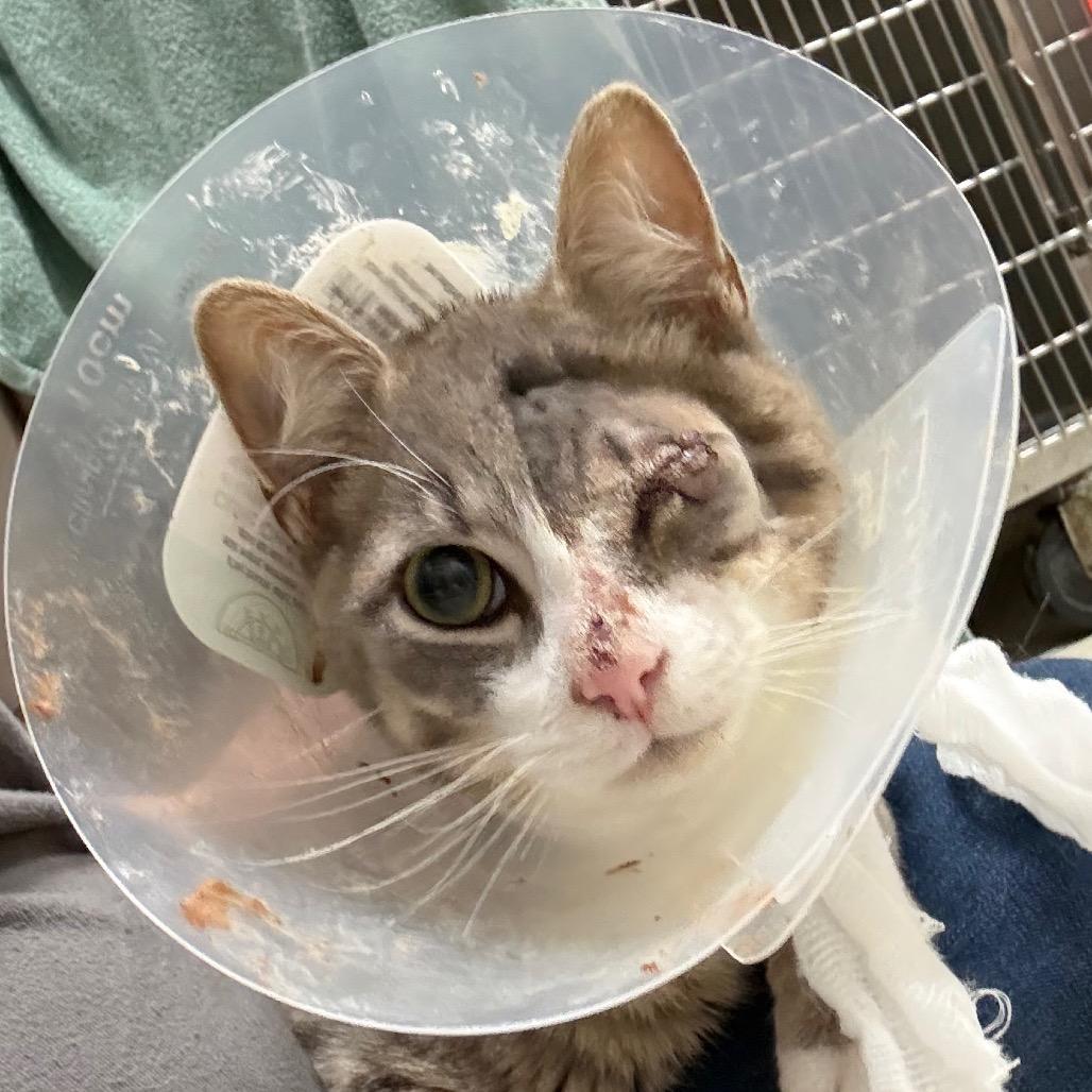 Cyclops, a Adoptable Domestic Short Hair in Jacksonville, FL image 1/2