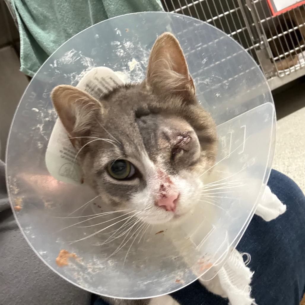 Cyclops, a Adoptable Domestic Short Hair in Jacksonville, FL image 2/2