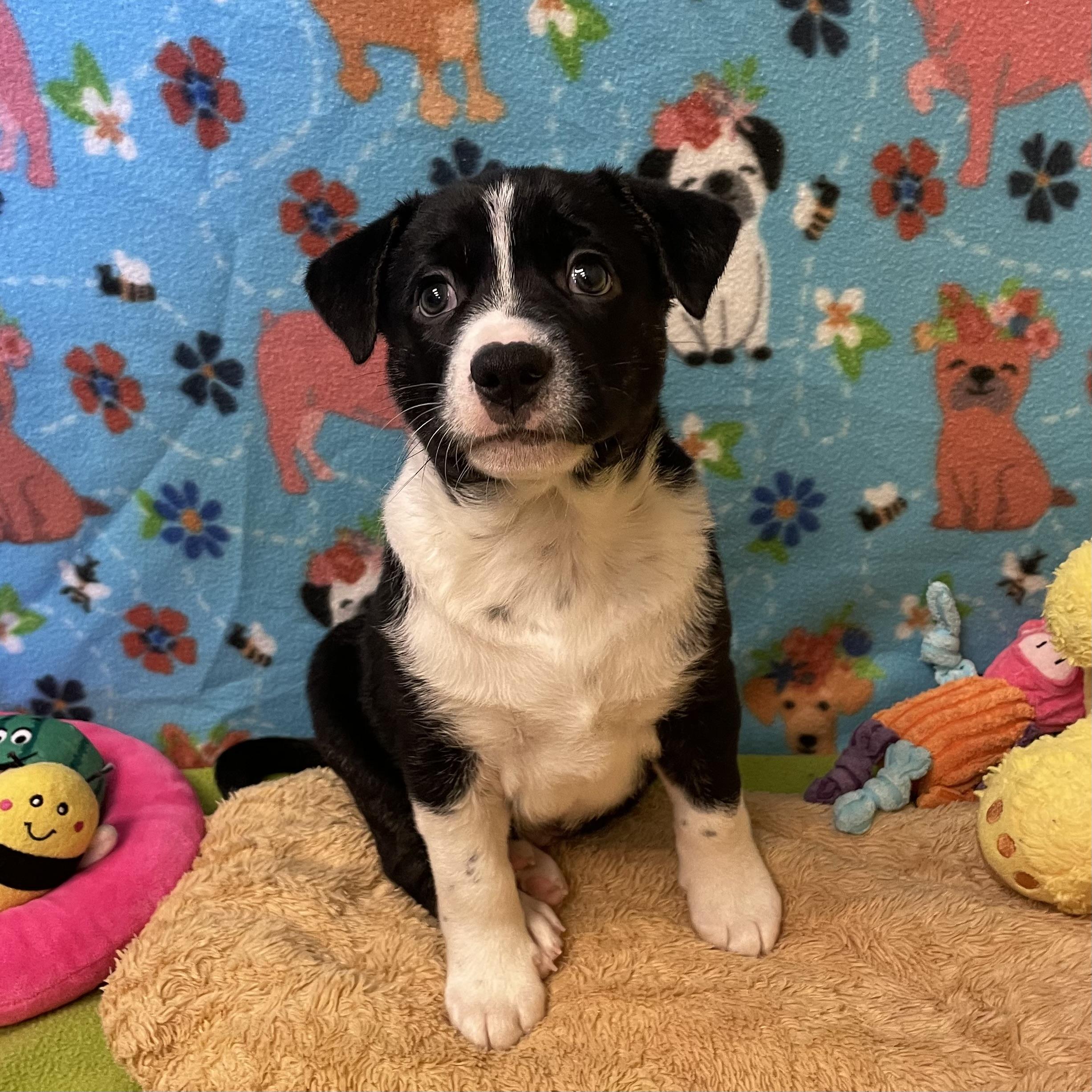 Enlarge Croissant, a ADOPTABLE mixed breed in ALPINE, TX image 4/6