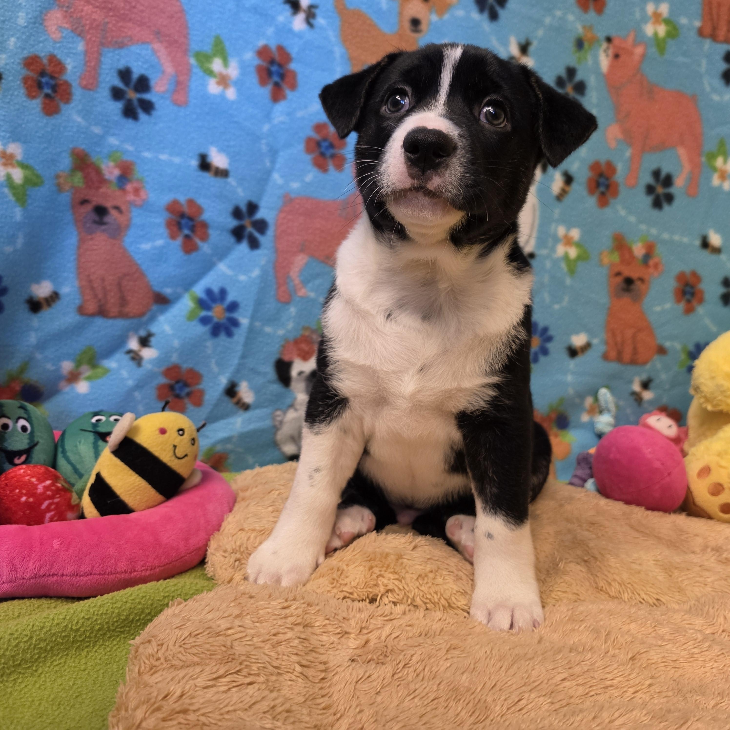 Croissant, ADOPTABLE, Young Male Mixed Breed.