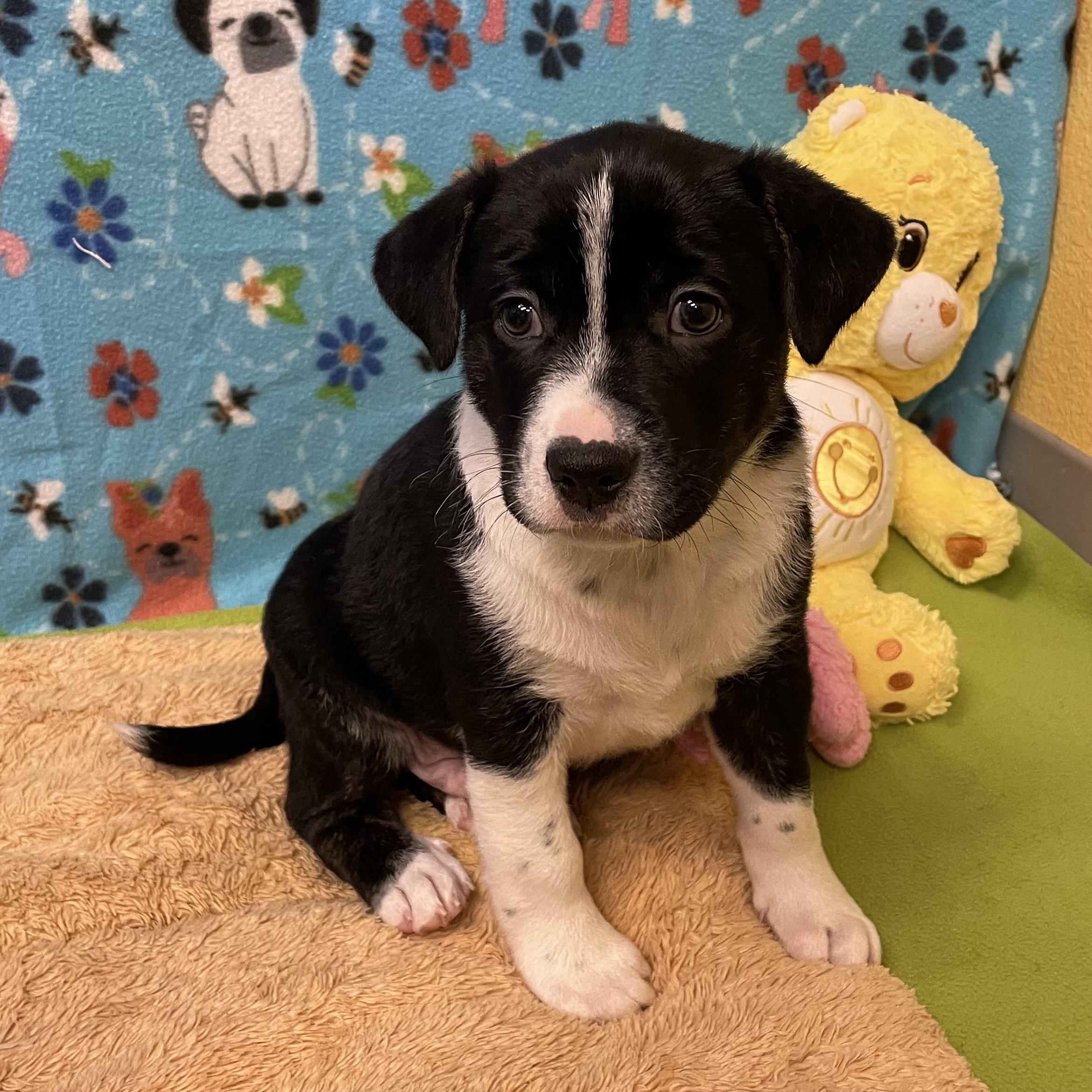 Enlarge Croissant, a ADOPTABLE mixed breed in ALPINE, TX image 2/6