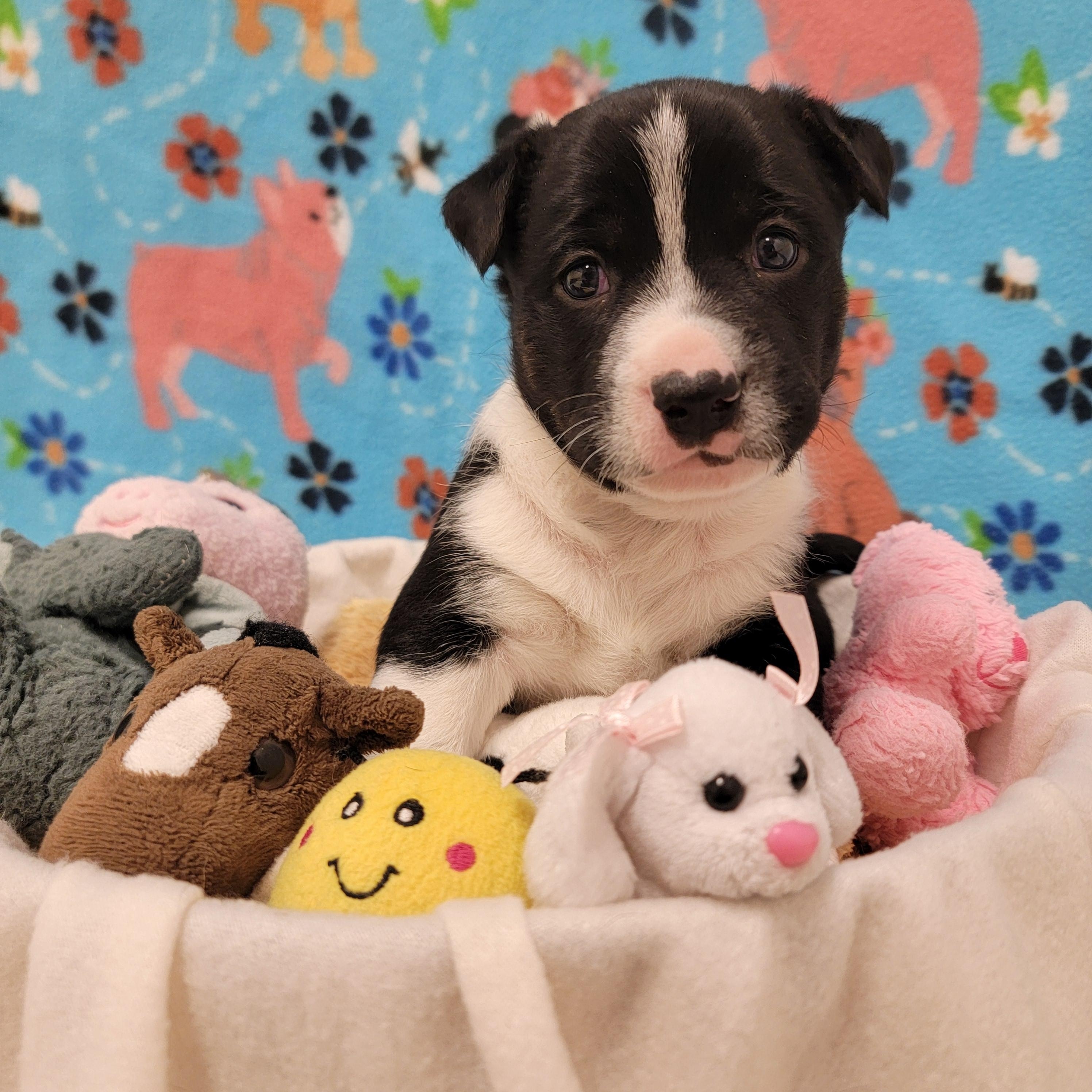 Enlarge Croissant, a ADOPTABLE mixed breed in ALPINE, TX image 6/6