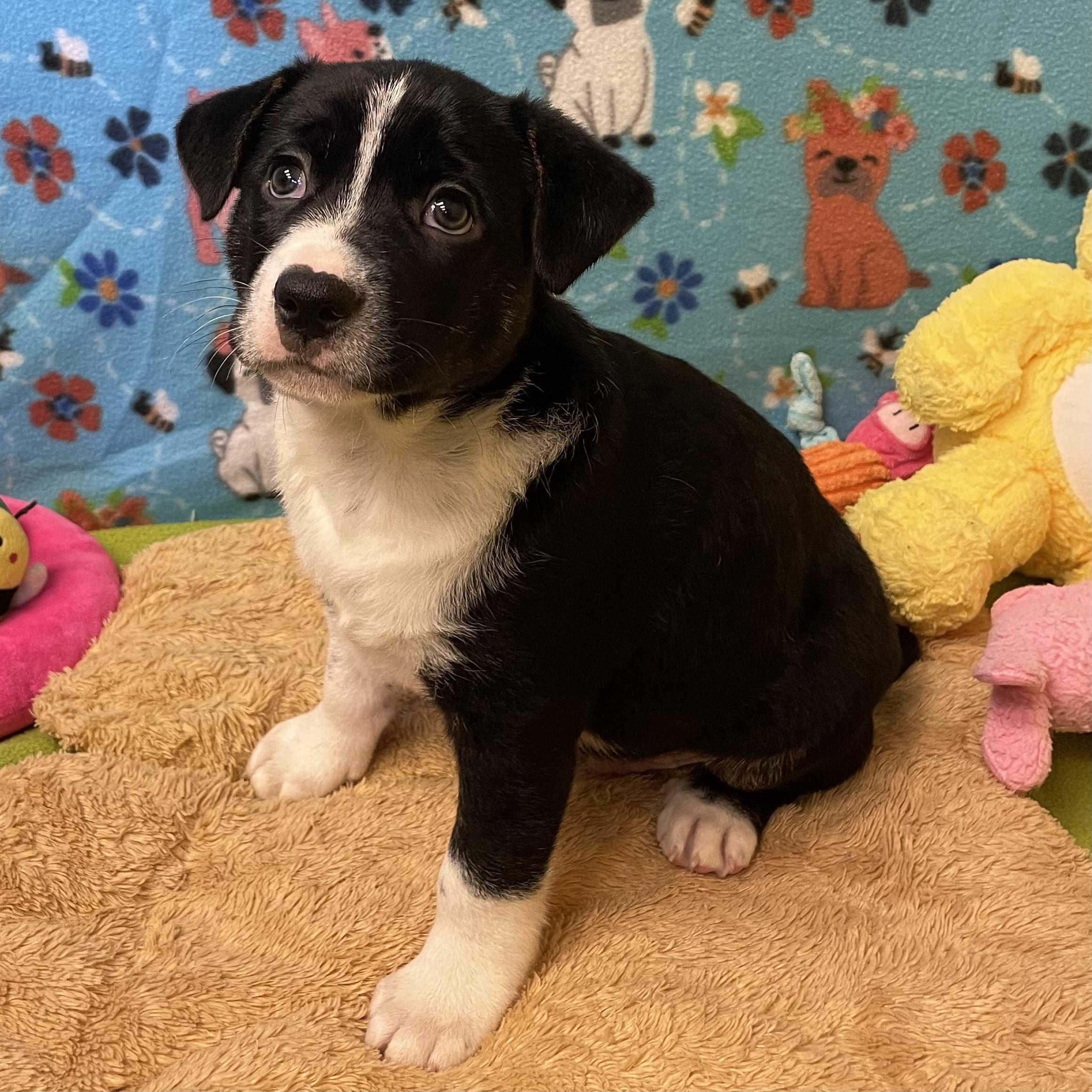 Enlarge Croissant, a ADOPTABLE mixed breed in ALPINE, TX image 3/6