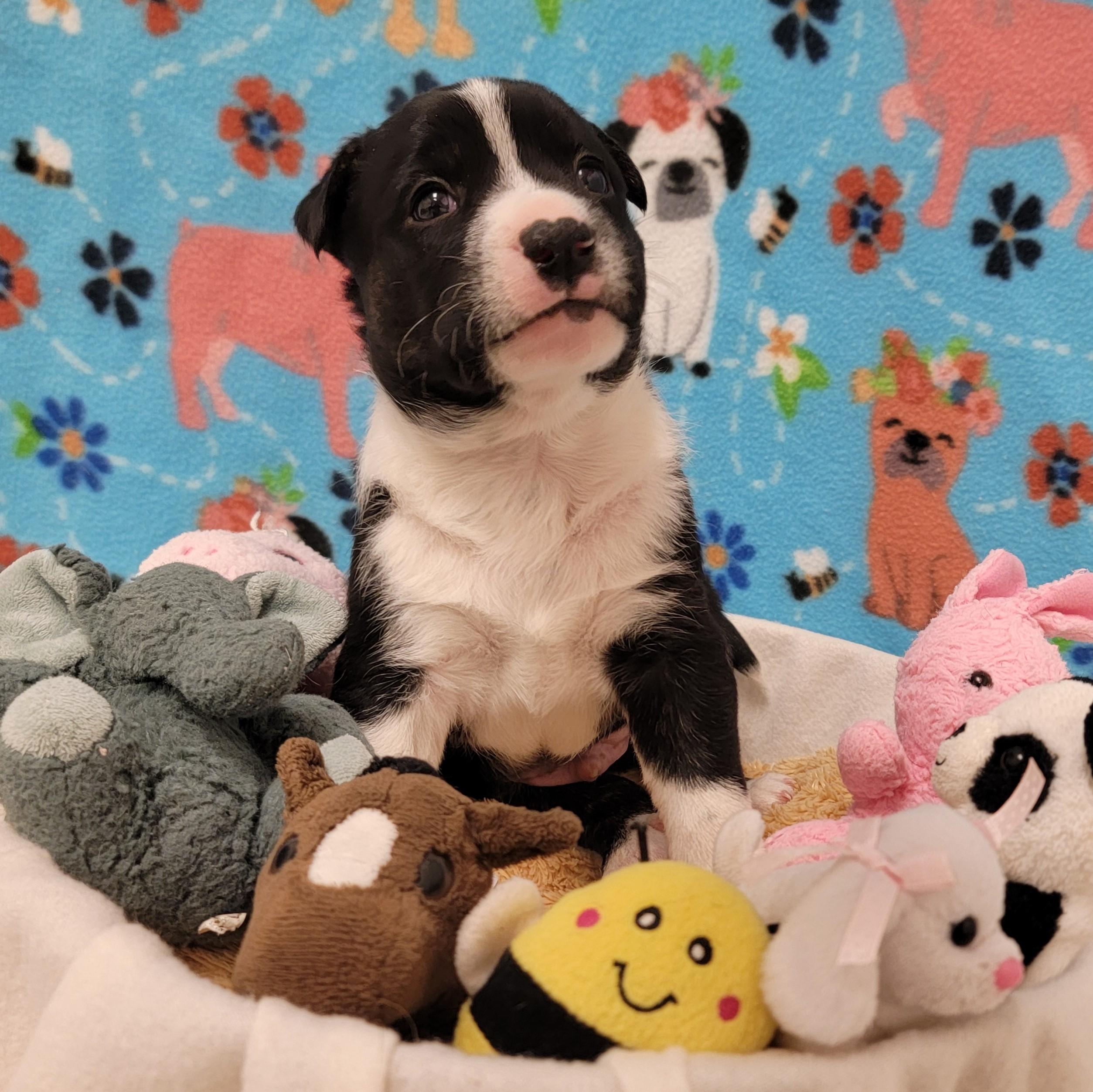 Enlarge Croissant, a ADOPTABLE mixed breed in ALPINE, TX image 5/6