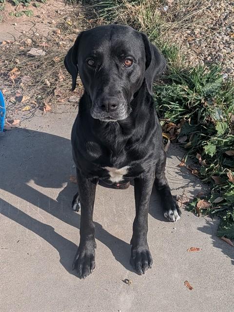 Enlarge ANBU, a Adoptable Labrador Retriever in Ogden, UT image 1/1