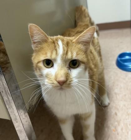 Peanut Butter Ball, Adoptable, Adult Male Domestic Short Hair & Domestic Short Hair.