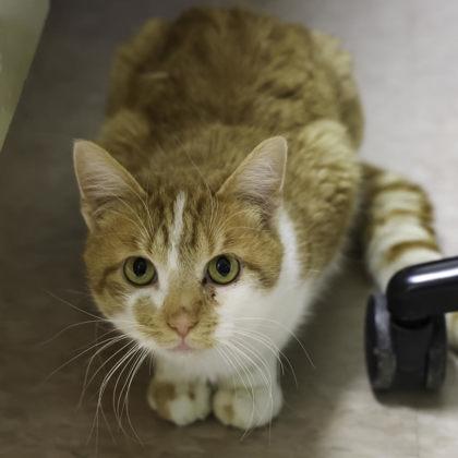 Peanut Butter Ball, Adoptable, Adult Male Domestic Short Hair & Domestic Short Hair.