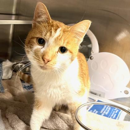 Enlarge Peanut Butter Ball, a Adoptable mixed breed in Madison, WI image 3/3