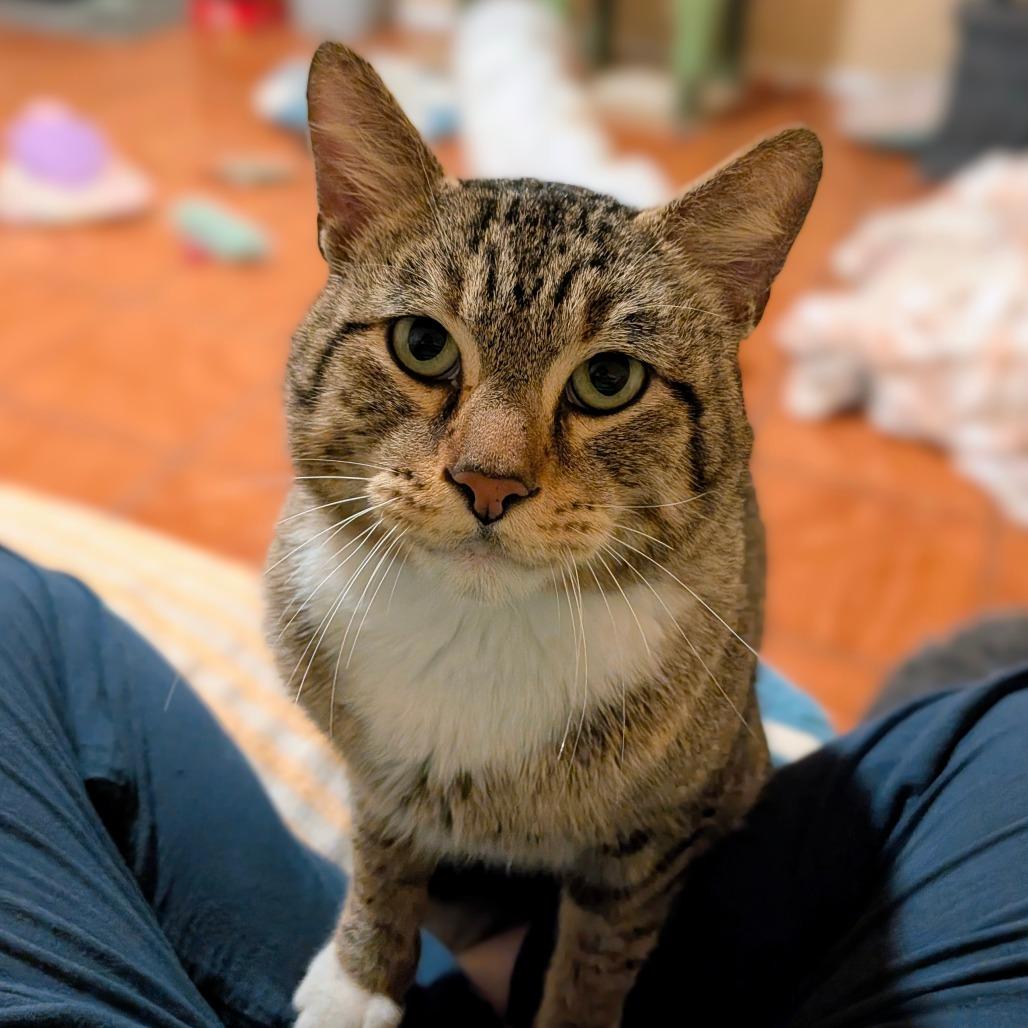 Rigby, Adoptable, Adult Male Domestic Short Hair.