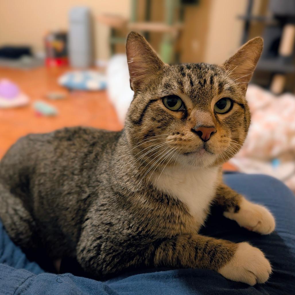 Enlarge Rigby, a Adoptable mixed breed in Houston, TX image 3/5