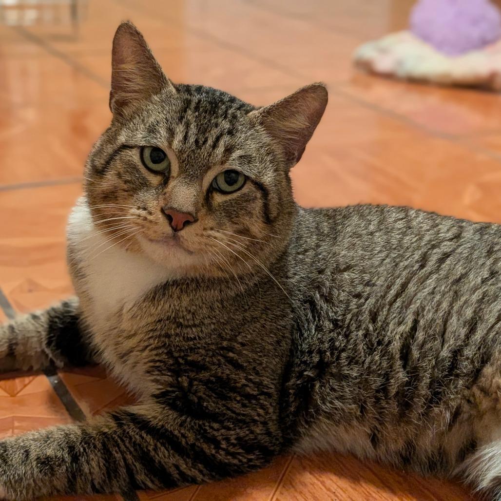 Enlarge Rigby, a Adoptable mixed breed in Houston, TX image 4/5