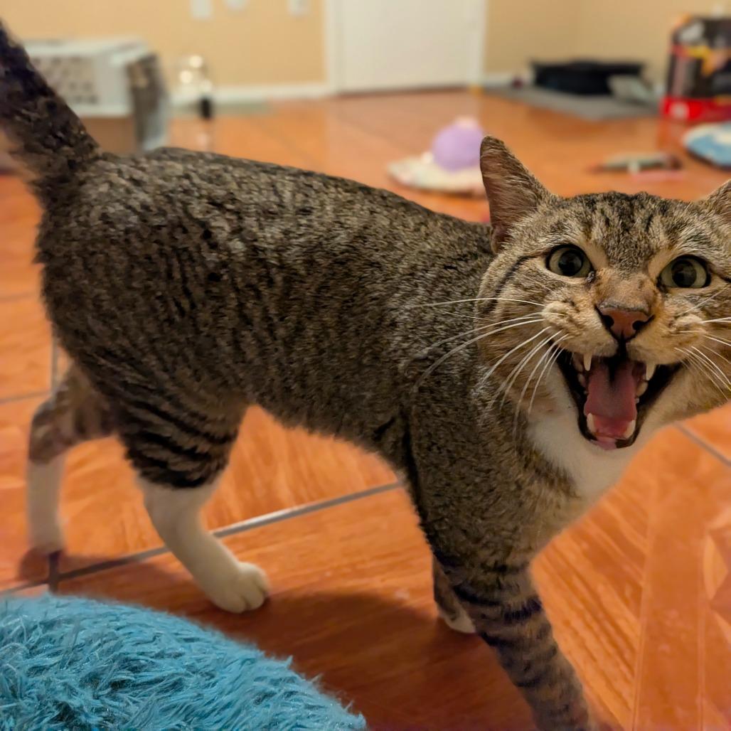 Enlarge Rigby, a Adoptable mixed breed in Houston, TX image 5/5