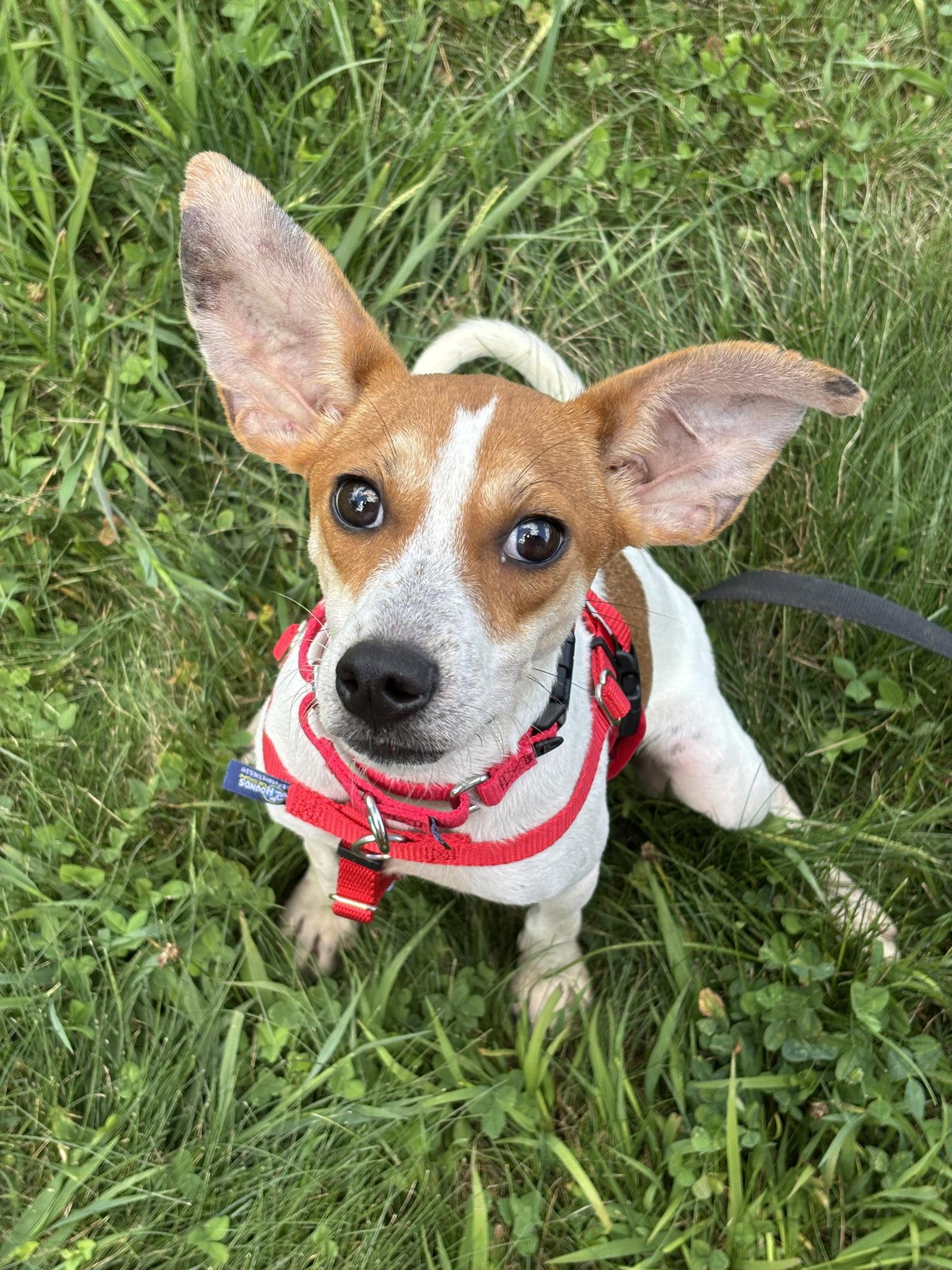 Bishop *LOCAL*, Adopted, Young Male Rat Terrier & Beagle.