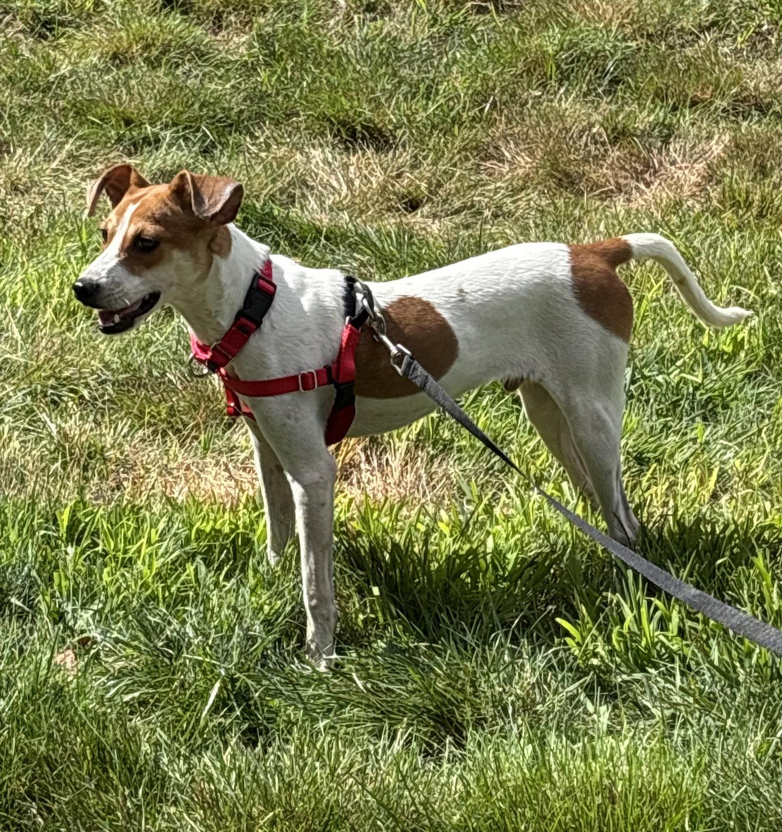 Enlarge Bishop *LOCAL*, a Adopted mixed breed in Wakefield, RI image 2/3