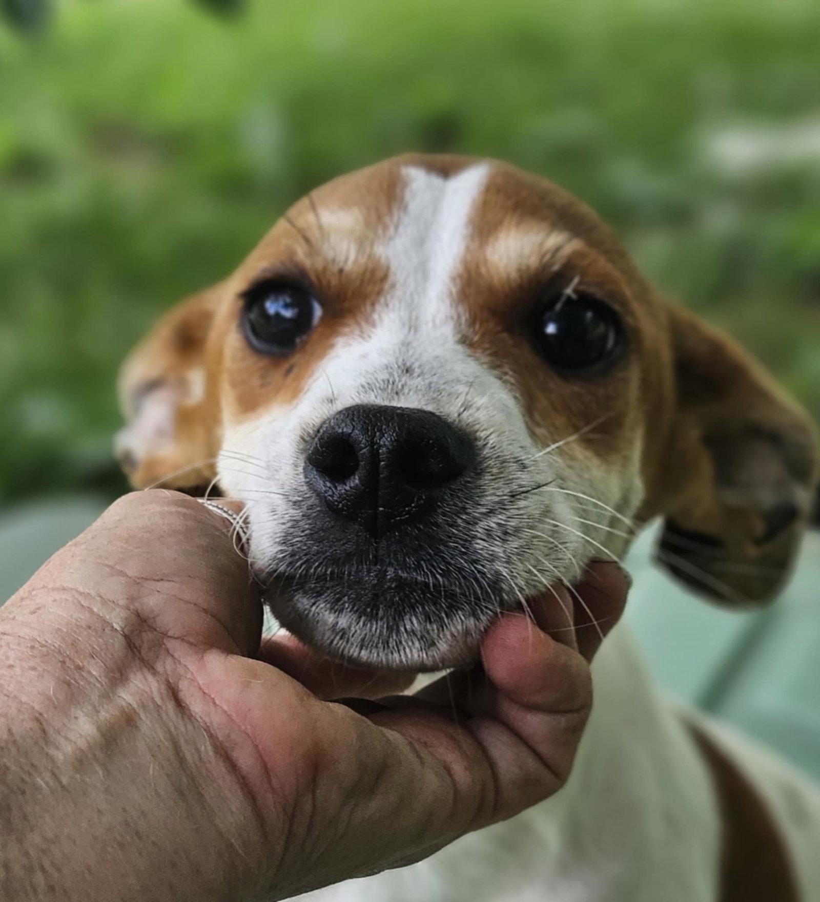 Enlarge Bishop *LOCAL*, a Adopted mixed breed in Wakefield, RI image 3/3
