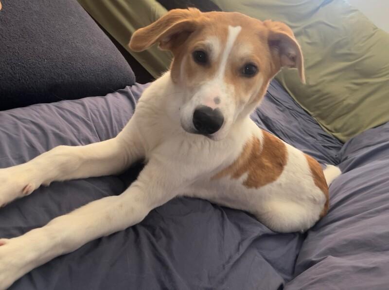 Felix, Adoptable, Puppy Male Labrador Retriever & Mixed Breed.