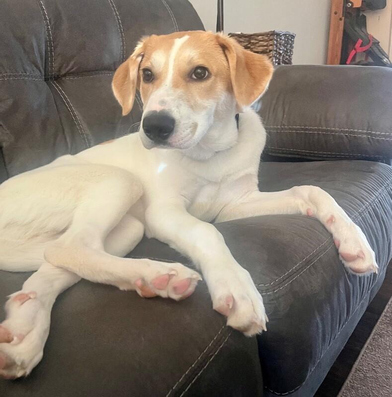Enlarge Felix, a Adoptable mixed breed in Anthem, AZ image 3/6
