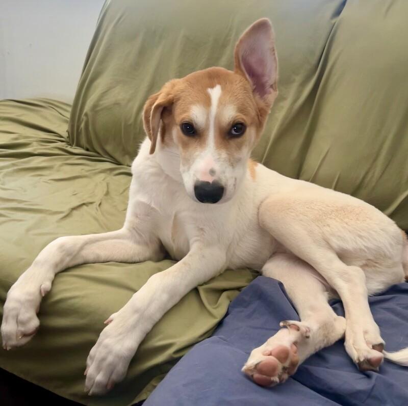 Enlarge Felix, a Adoptable mixed breed in Anthem, AZ image 4/6