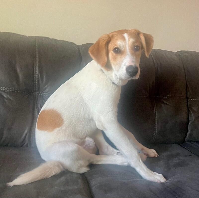 Enlarge Felix, a Adoptable mixed breed in Anthem, AZ image 6/6