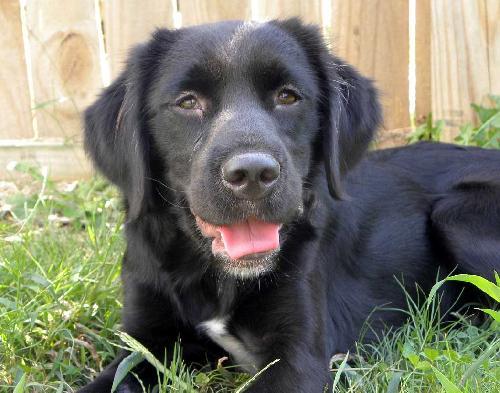 Enlarge DARCY- FOSTER NEEDED FAST !, a Adopted Flat-Coated Retriever in Franklin, TN image 1/3