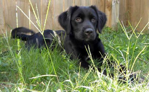 DARCY- FOSTER NEEDED FAST !, Adopted, Young Female Flat-Coated Retriever.