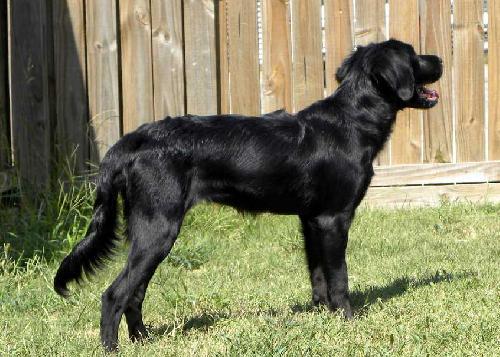 Enlarge DARCY- FOSTER NEEDED FAST !, a Adopted Flat-Coated Retriever in Franklin, TN image 3/3