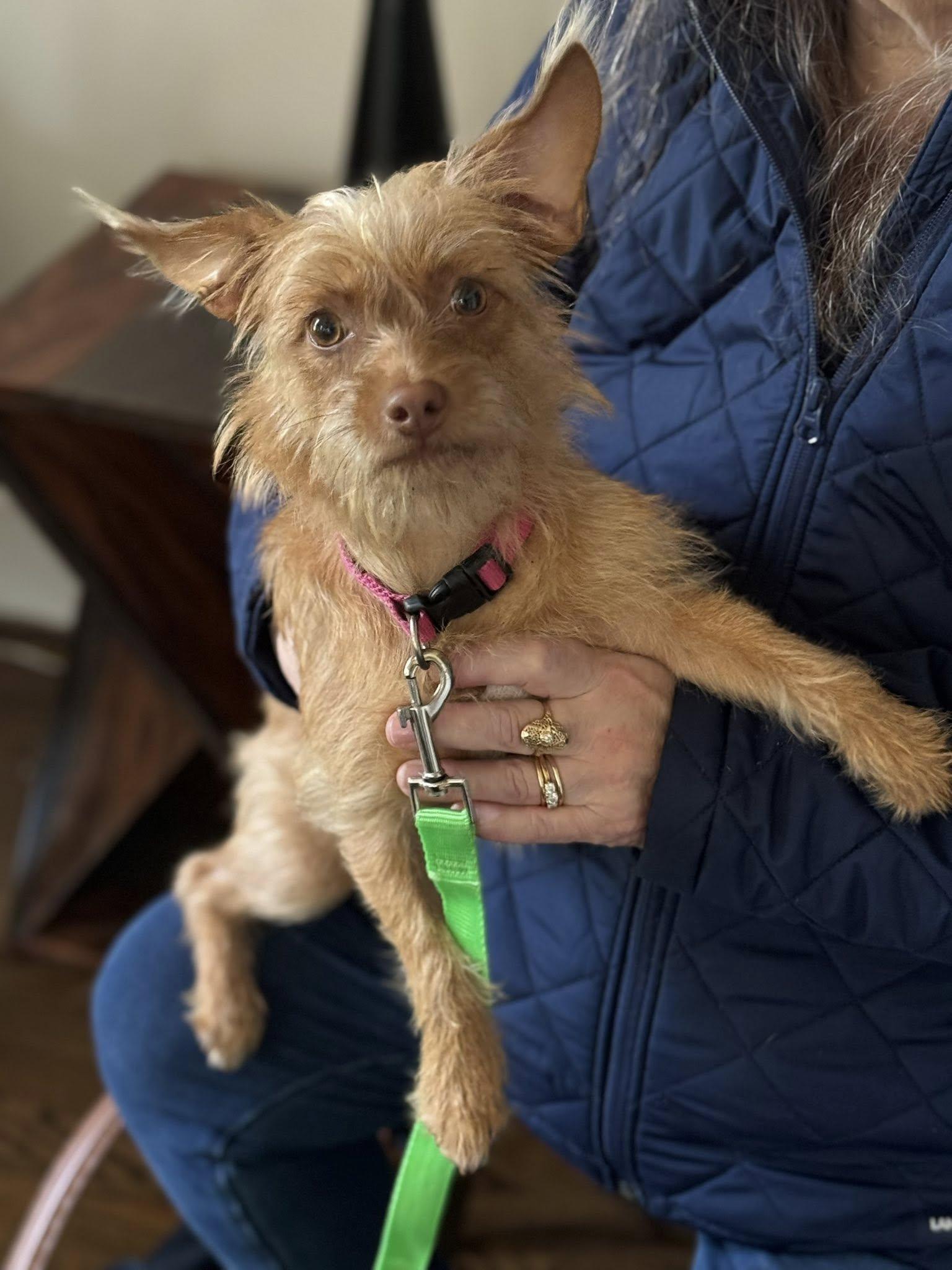 Wendy, ADOPTABLE, Adult Female Dachshund.