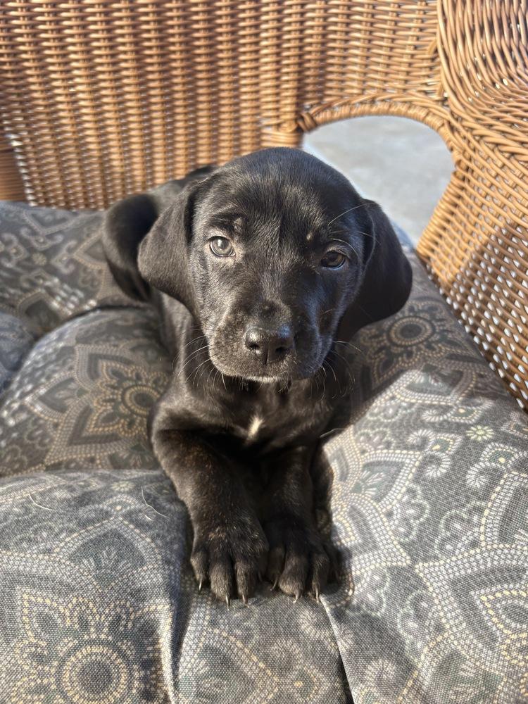 Carol, Adoptable, Puppy Female Hound & Shepherd.