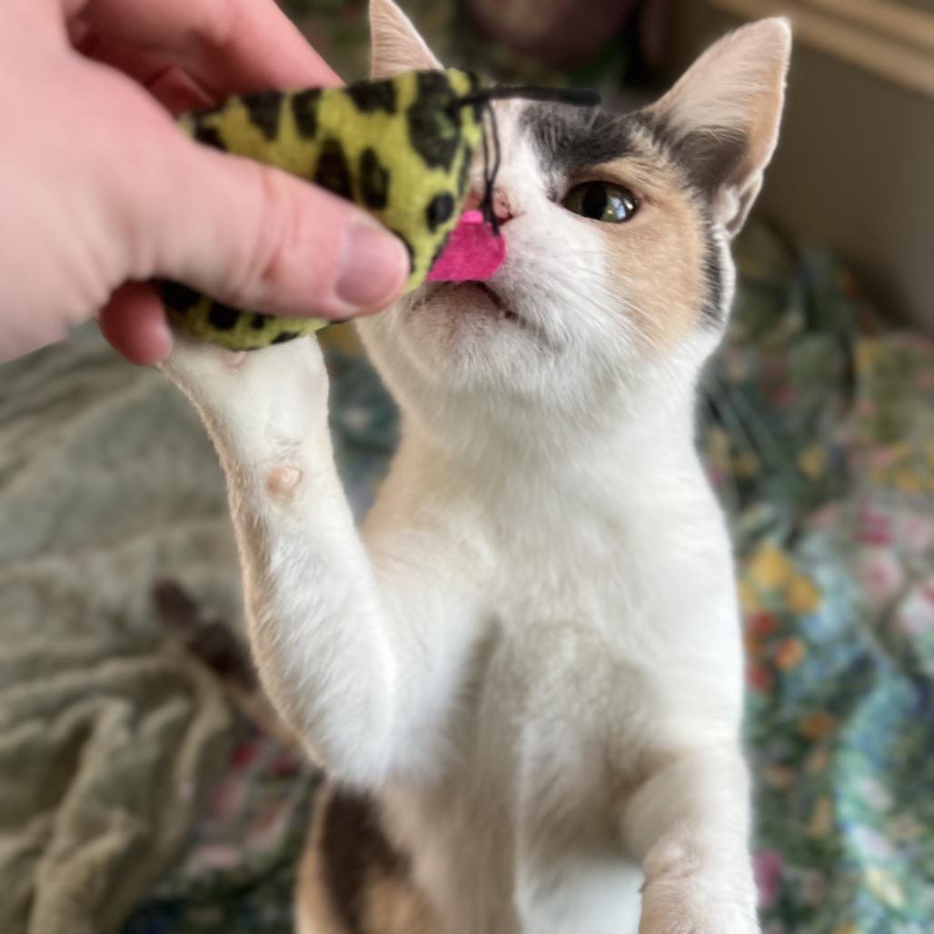 Enlarge Hallie, a ADOPTABLE Domestic Short Hair in Richmond, KY image 5/6