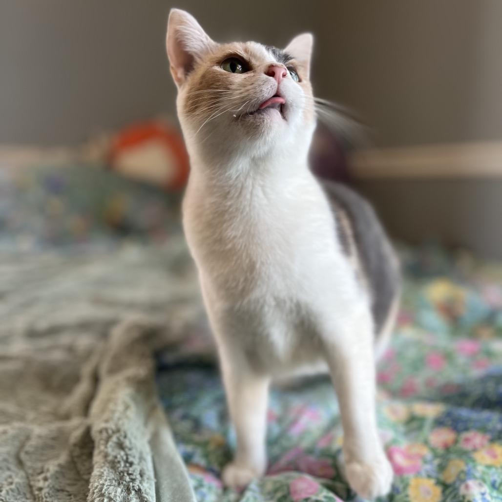 Enlarge Hallie, a ADOPTABLE Domestic Short Hair in Richmond, KY image 4/6