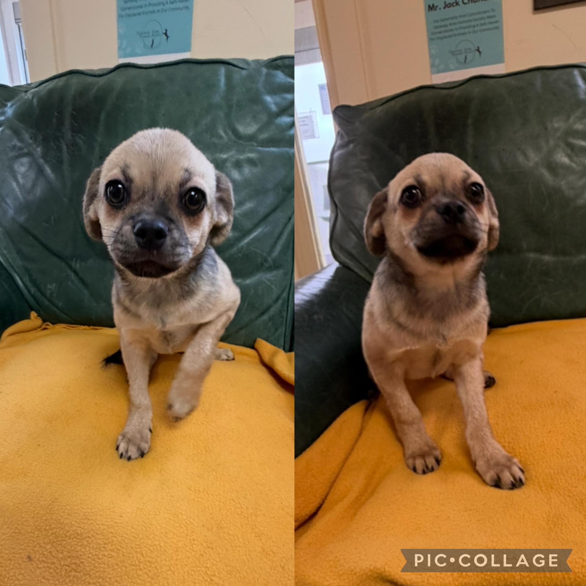 Enlarge Heaven, an adopted Chug in Mount Sterling, KY image 5/5