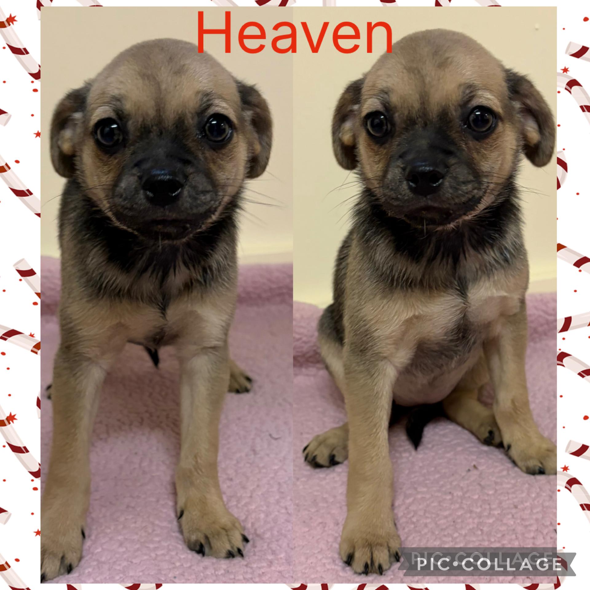 Enlarge Heaven, an adopted Chug in Mount Sterling, KY image 4/5