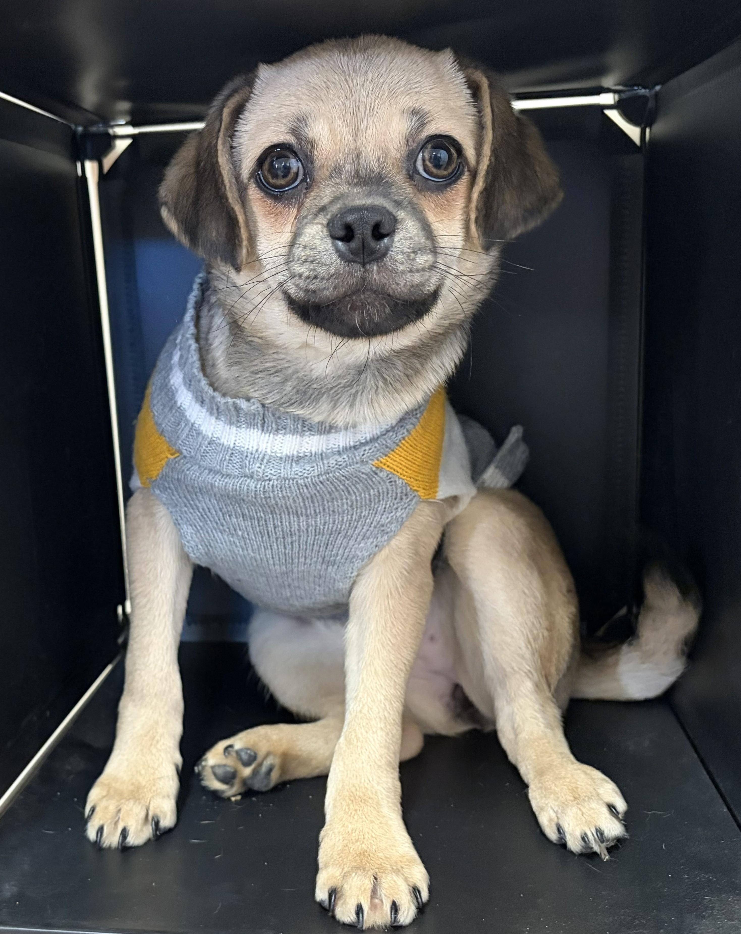 Heaven, adopted, Puppy Female Chug.