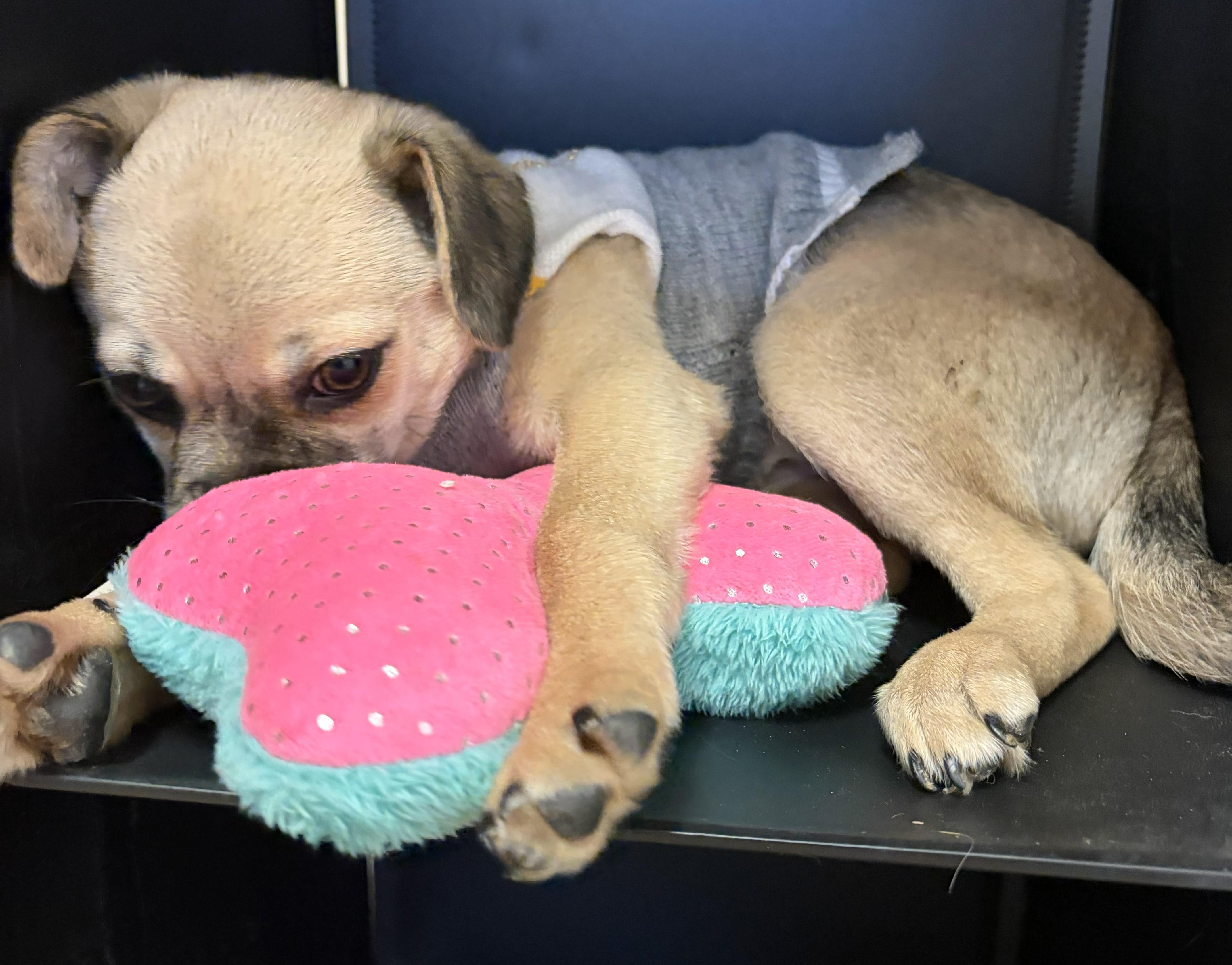 Enlarge Heaven, an adopted Chug in Mount Sterling, KY image 3/5