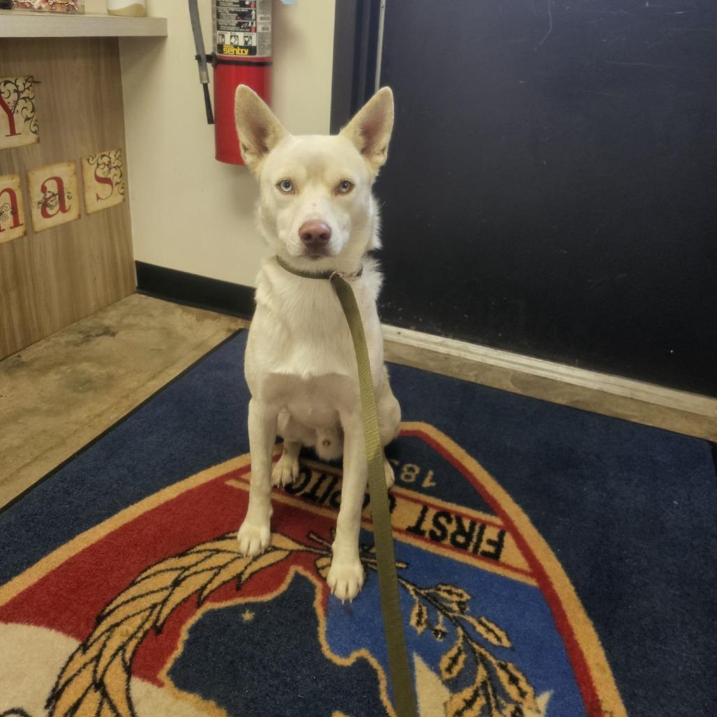 Enlarge Yeti, a Adoptable Mixed Breed in Houston, TX image 1/3