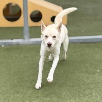 Enlarge Yeti, a Adoptable Mixed Breed in Houston, TX image 3/6