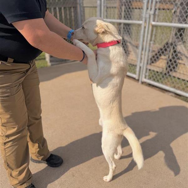 Enlarge Yeti, a Adoptable Mixed Breed in Houston, TX image 2/3