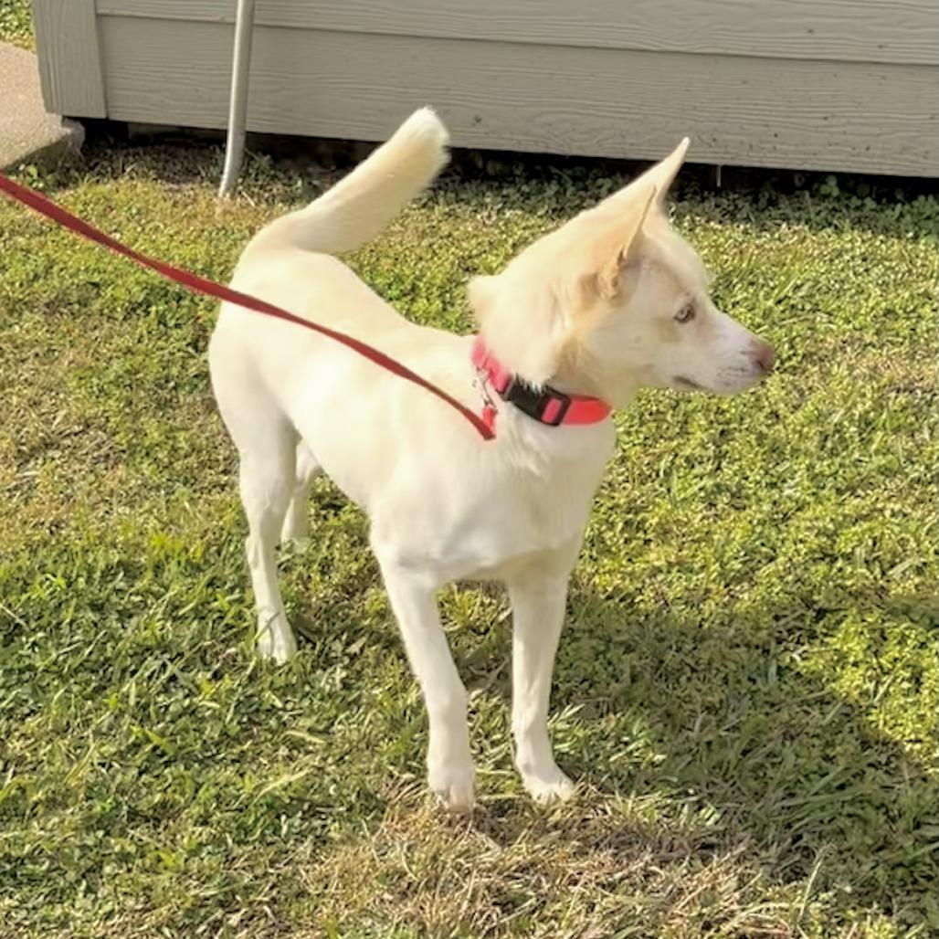 Enlarge Yeti, a Adoptable Mixed Breed in Houston, TX image 3/3