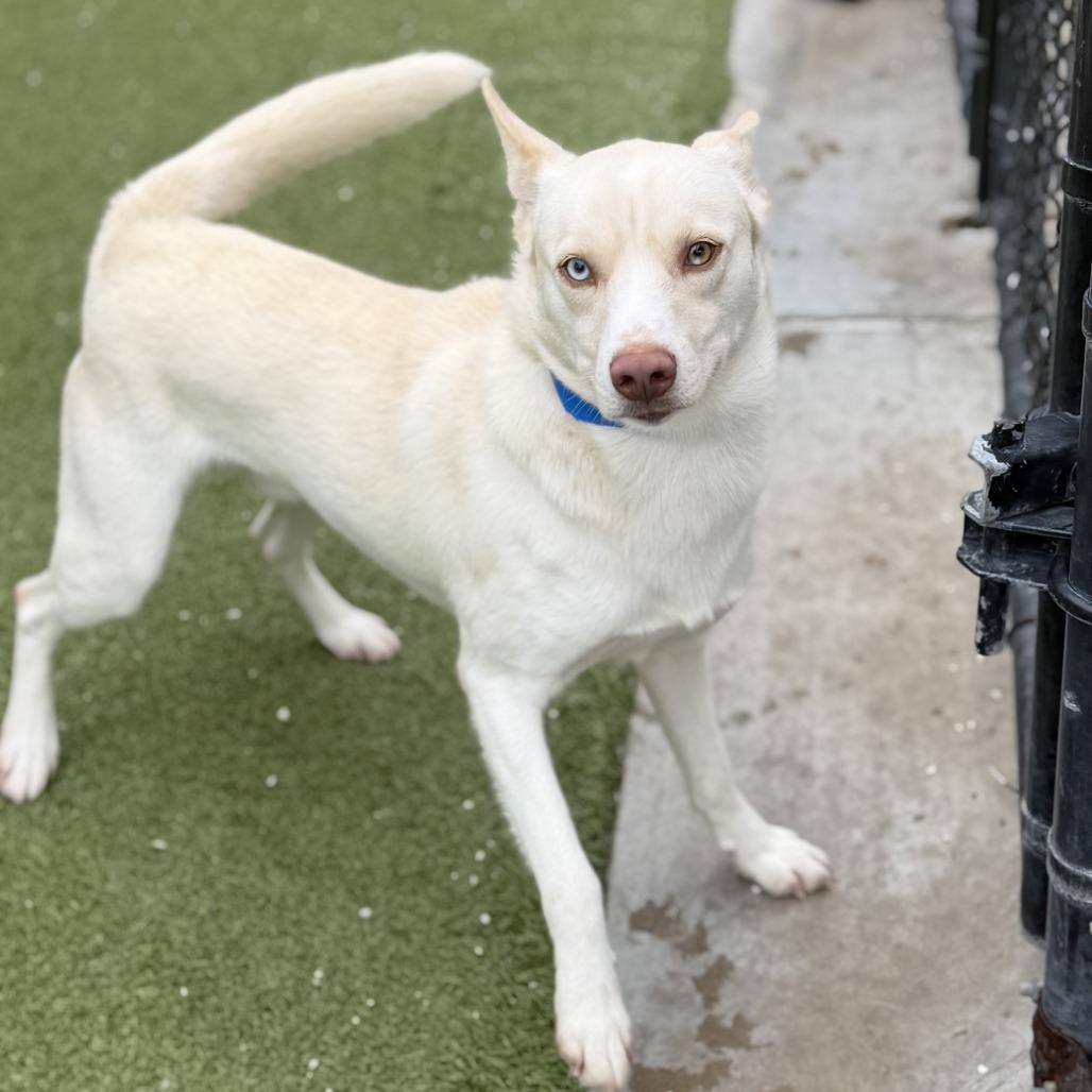Enlarge Yeti, a Adoptable Mixed Breed in Houston, TX image 6/6