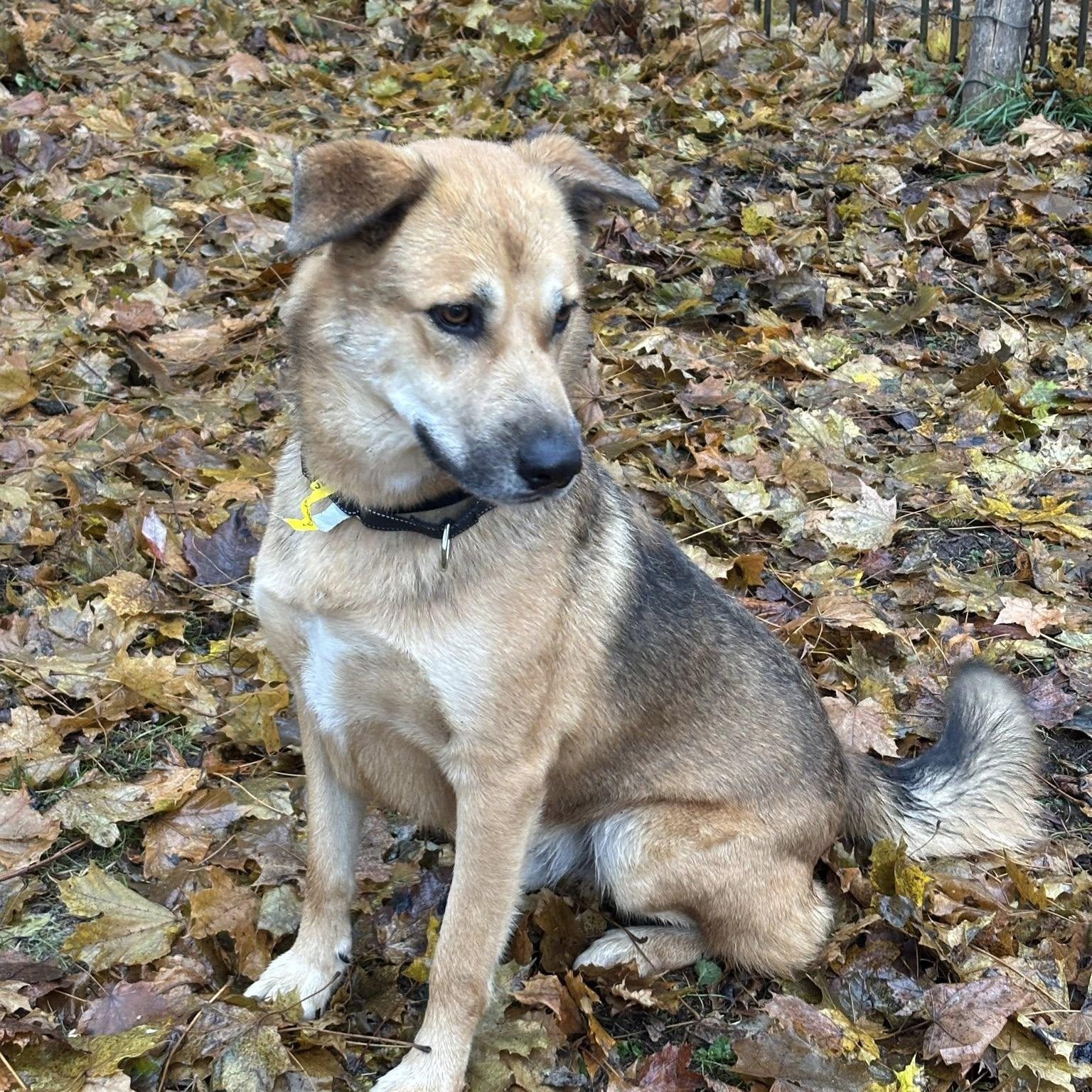 Mateo, Adoptable, Adult Male Shepherd.