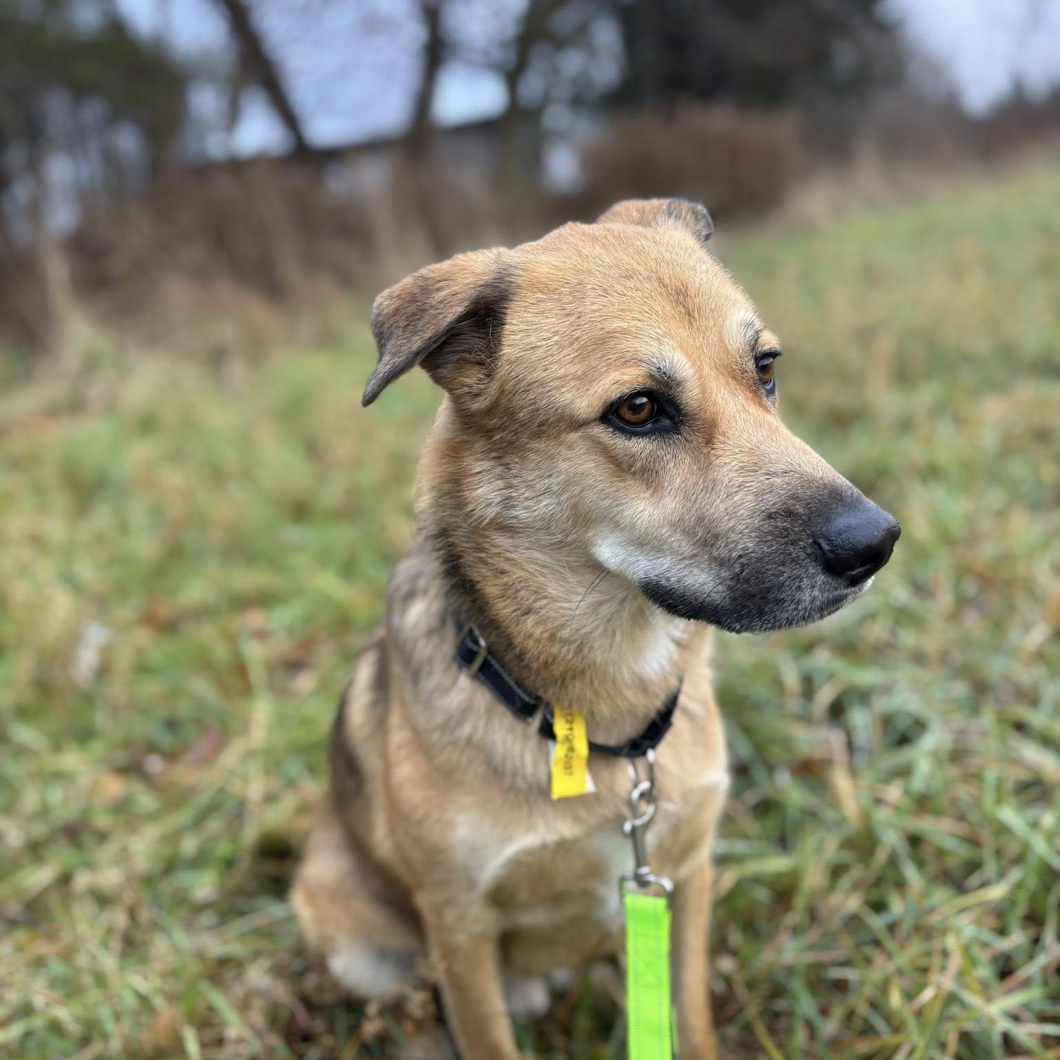 Enlarge Mateo, a Adoptable mixed breed in Woodstock, ON image 2/6