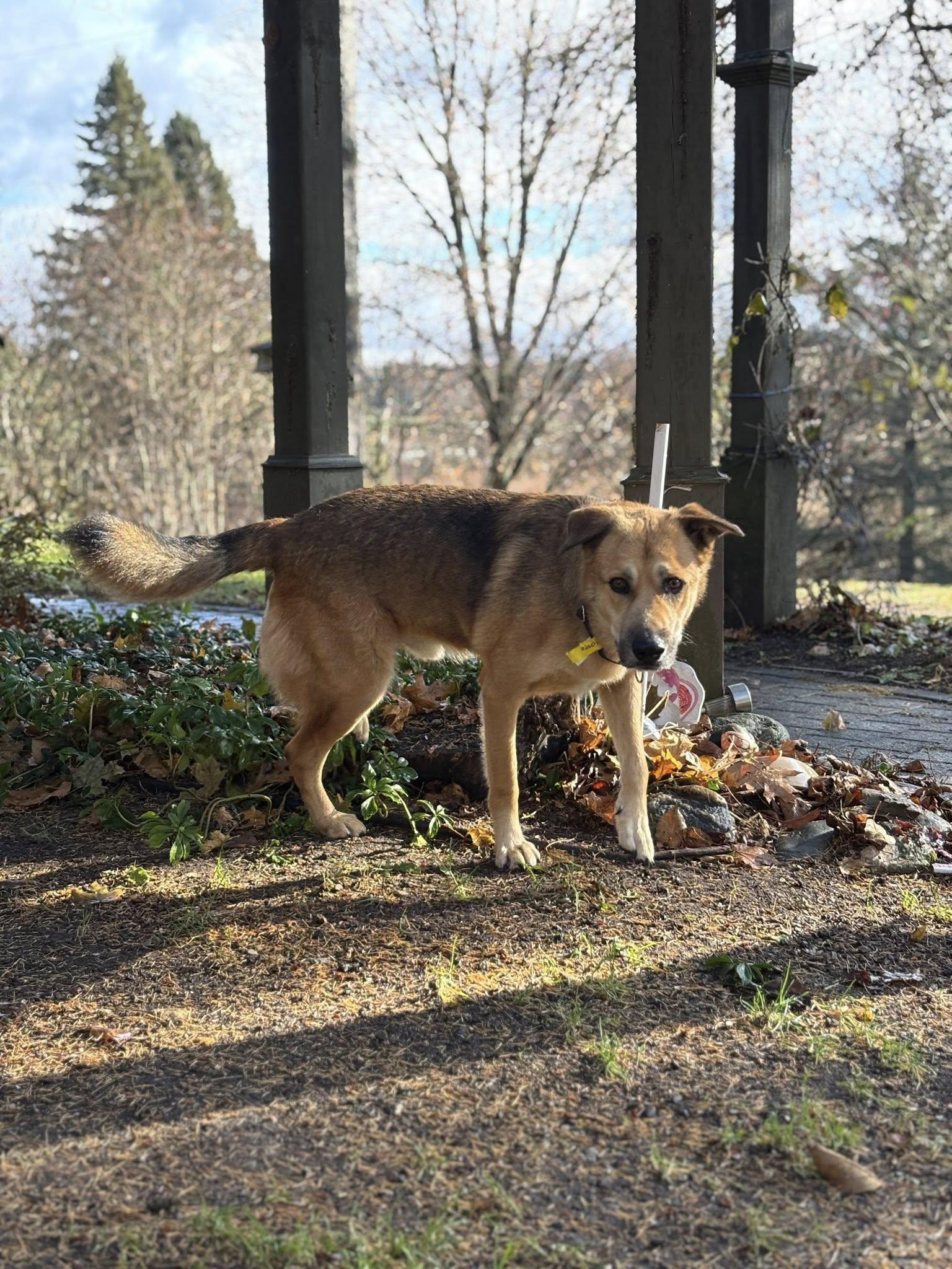 Enlarge Mateo, a Adoptable mixed breed in Woodstock, ON image 6/6